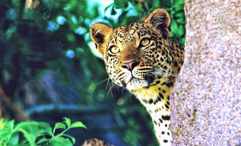 Leopard Peeking from Tree — Green, Alert, Afternoon