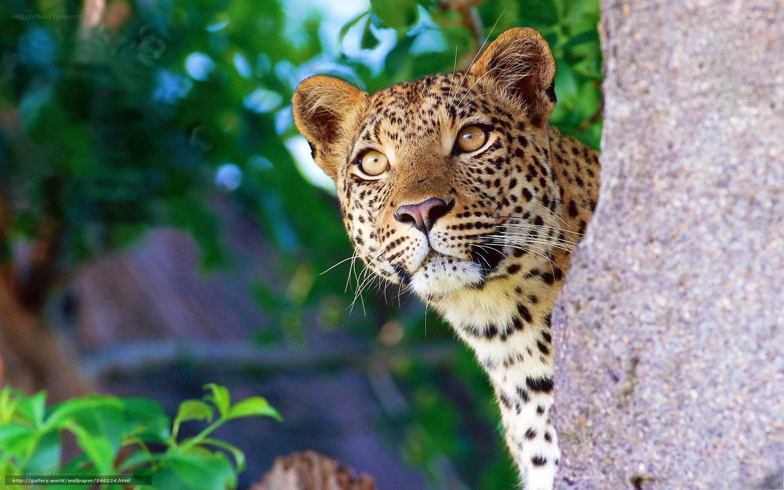 Leopard peeking from tree