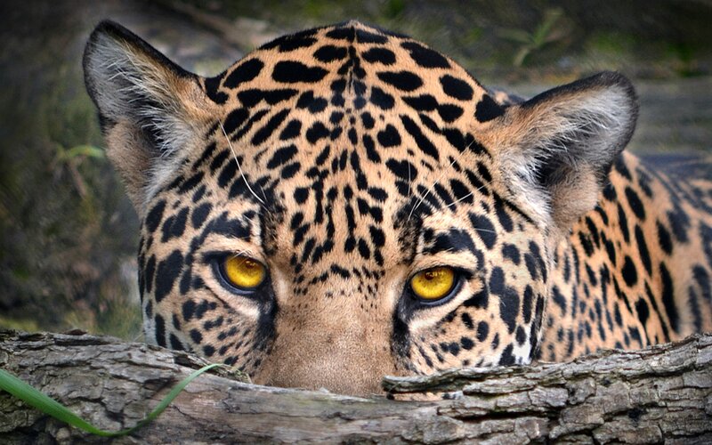 Leopard Peeking over Log