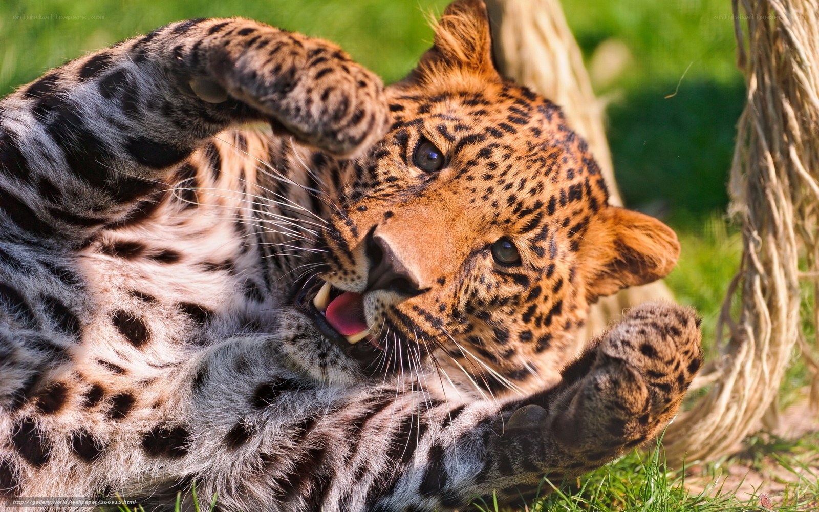leopard playing on grass