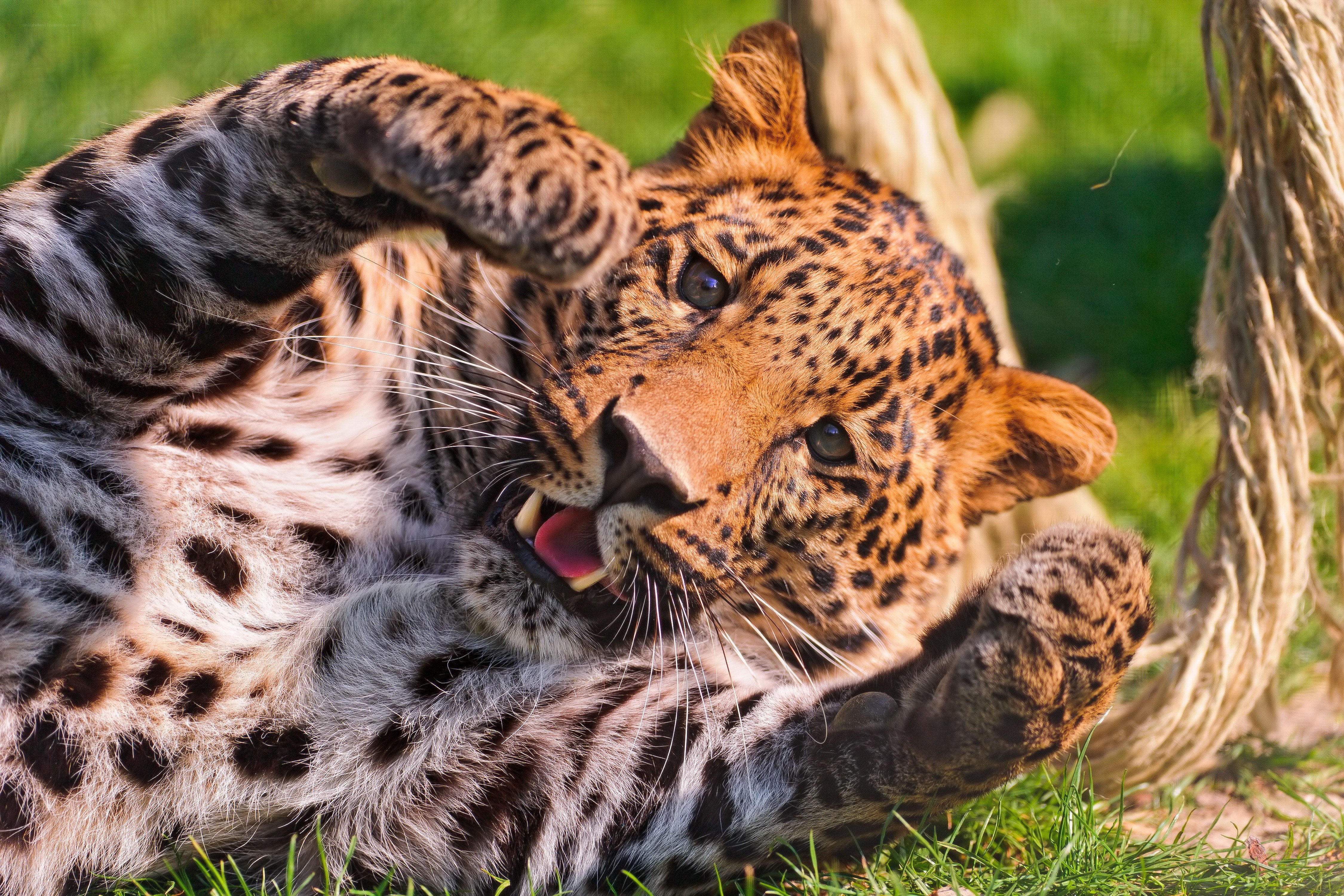 Leopard playing on grass