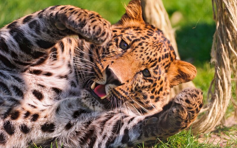 Leopard playing on grass