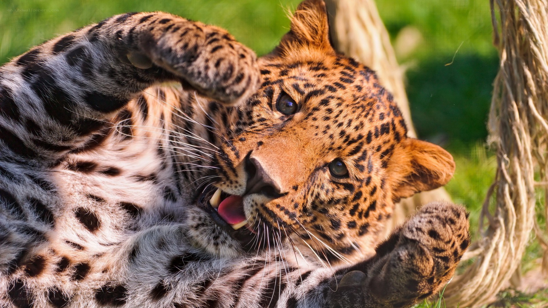 Leopard playing on its back