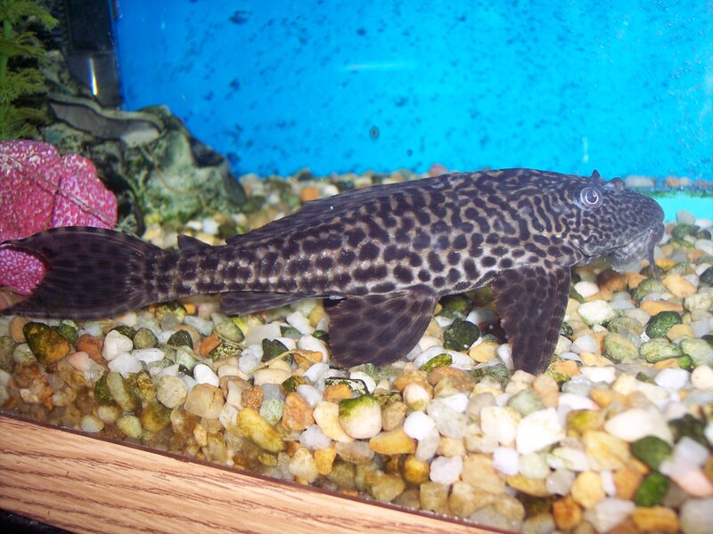 Leopard Pleco Fish