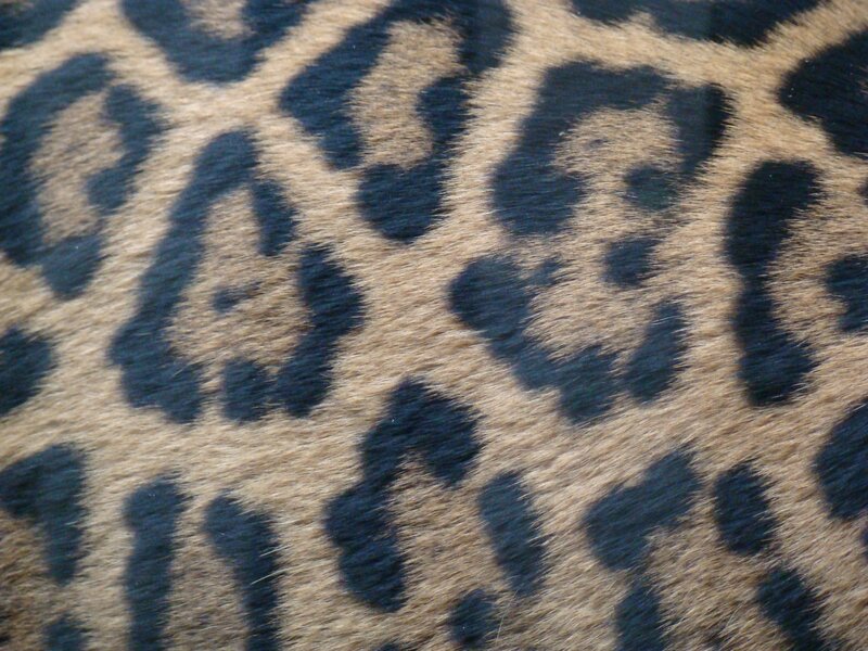 leopard print fabric texture