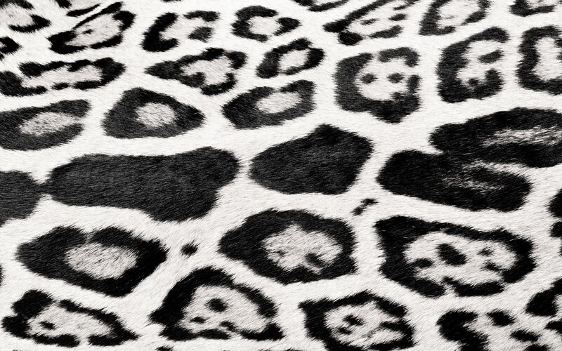 leopard print pattern