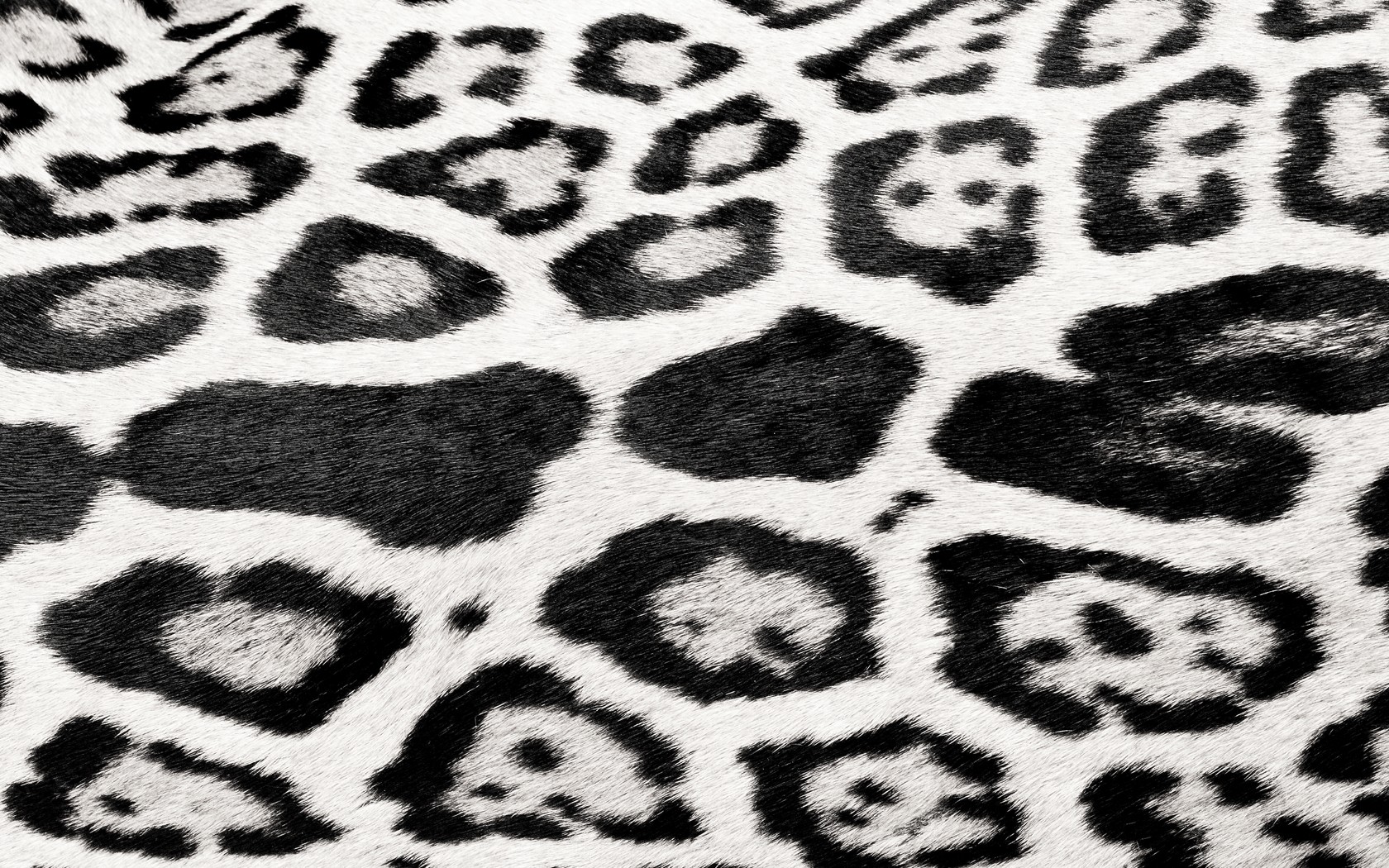 leopard print pattern