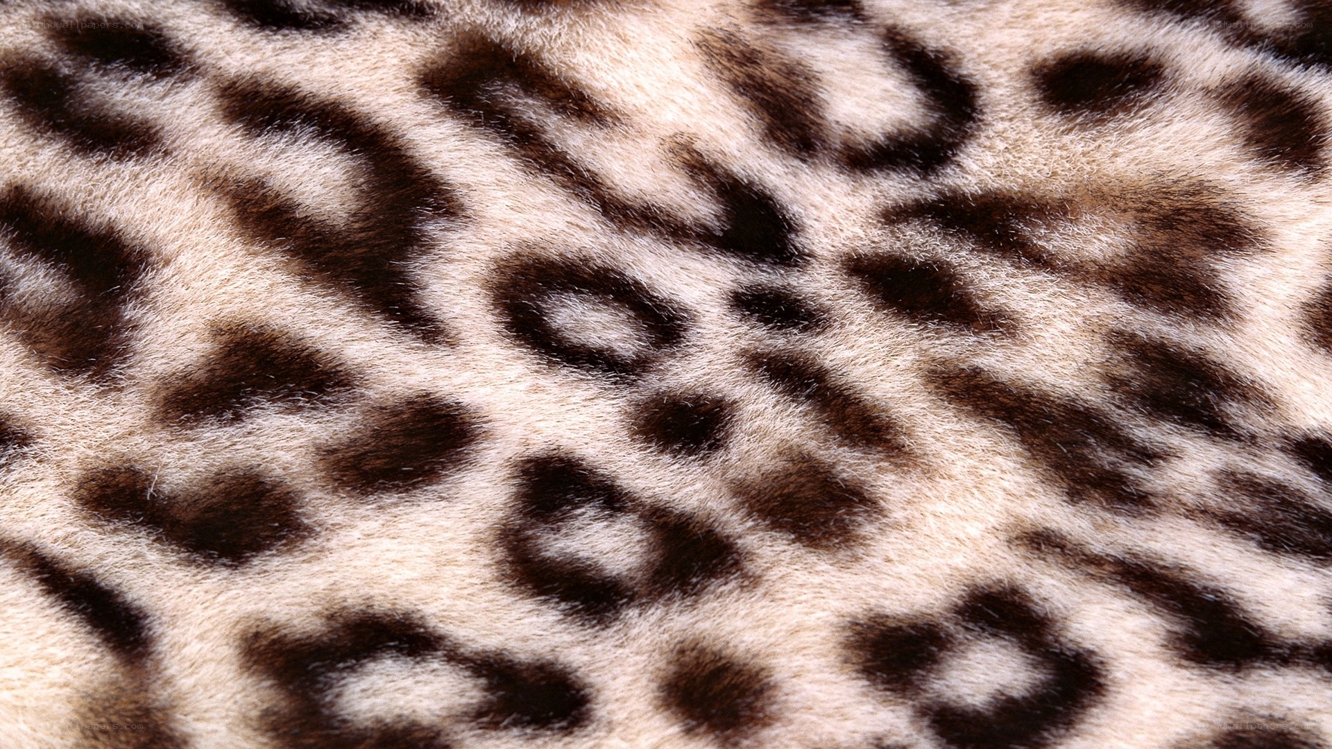 leopard print texture