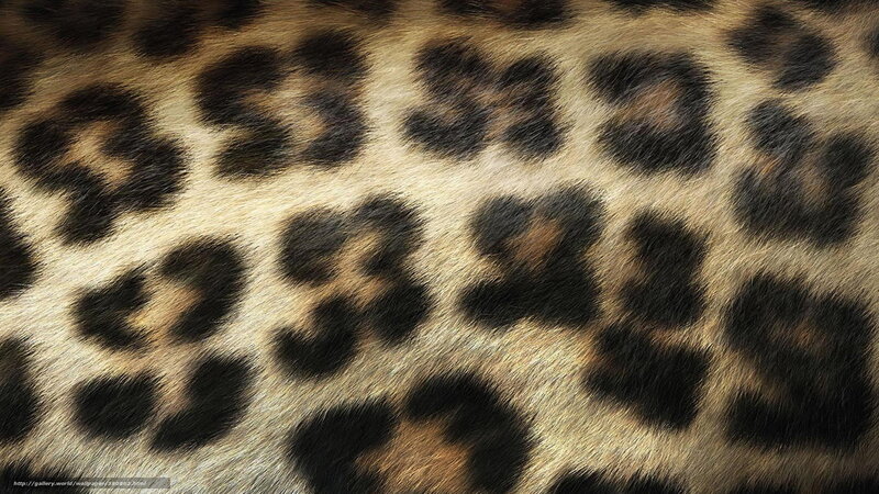 leopard print texture