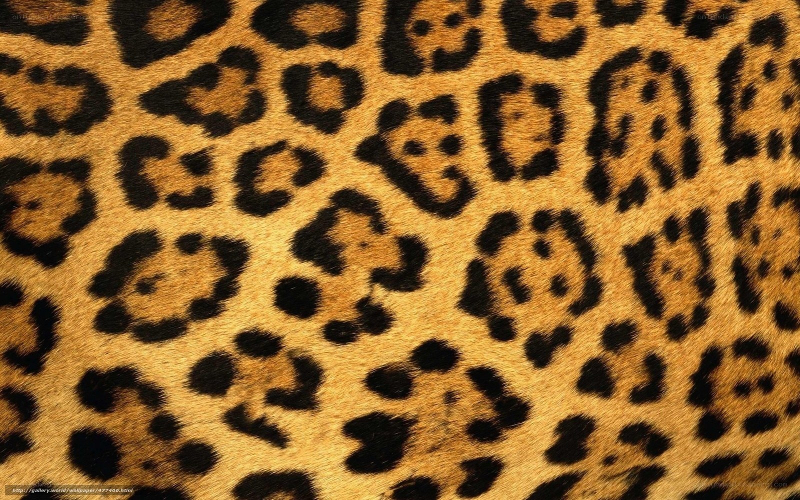 leopard print texture