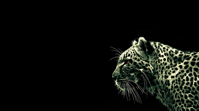 leopard profile on black