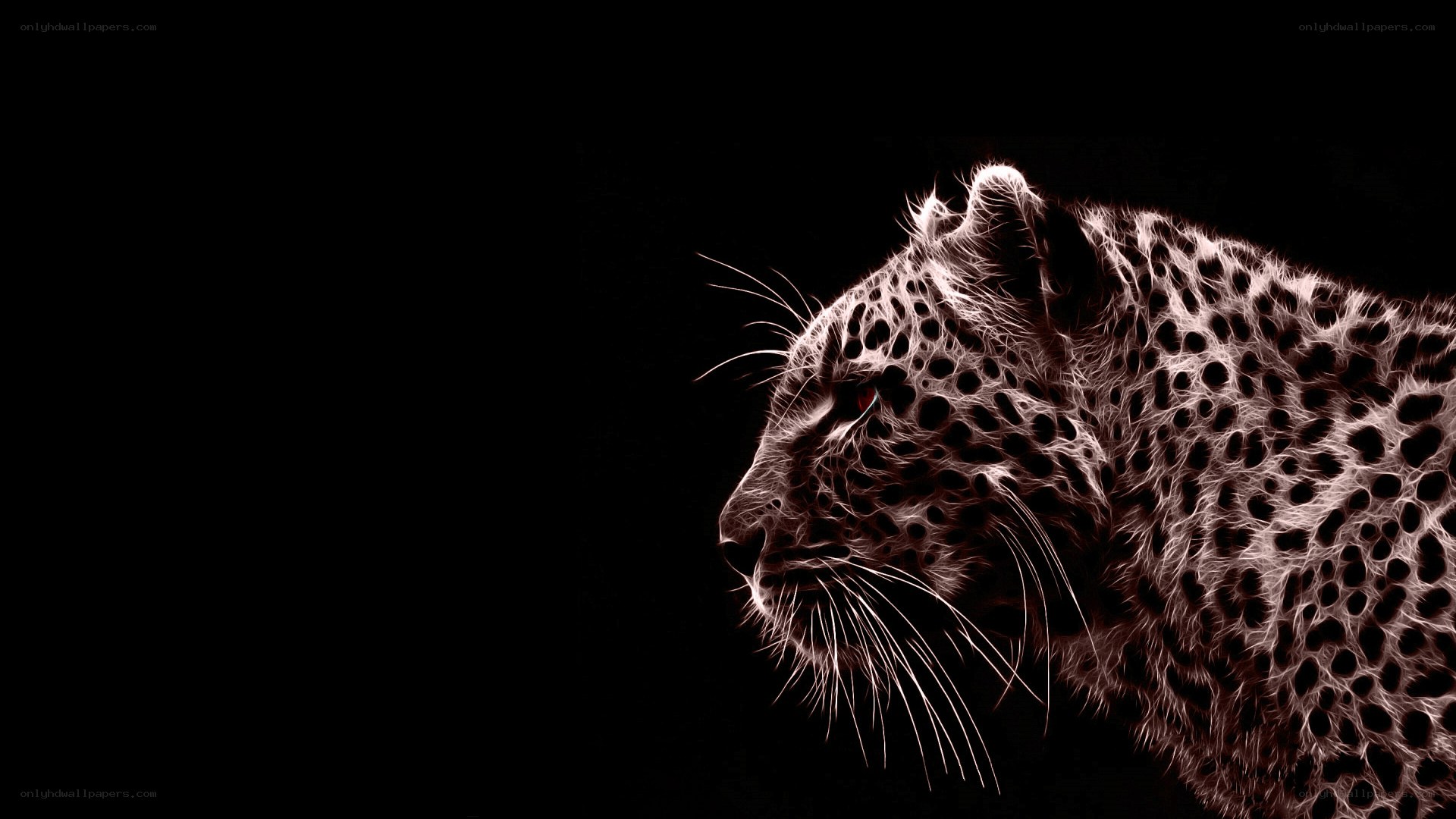 leopard profile on black