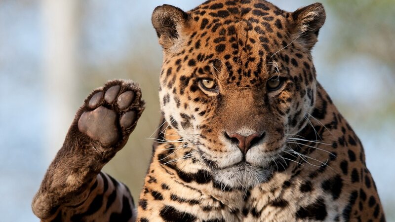 Leopard Raising Paw