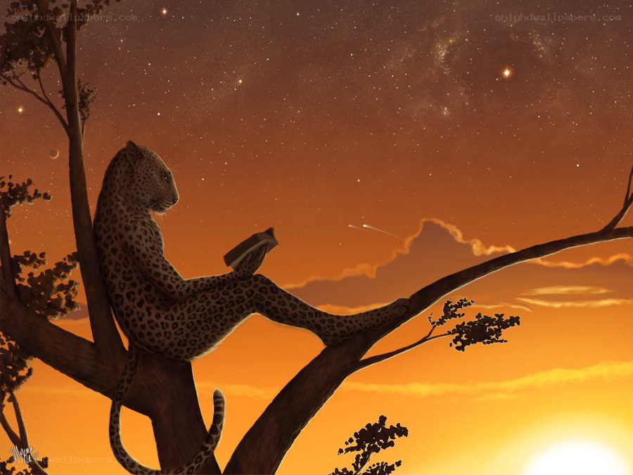 leopard reading in tree