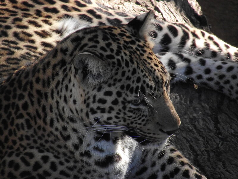 Leopard Resting — Black, Calm, Afternoon