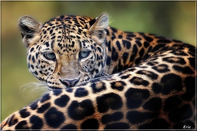 Leopard Resting — Black, Calm, Photograph, Green Background