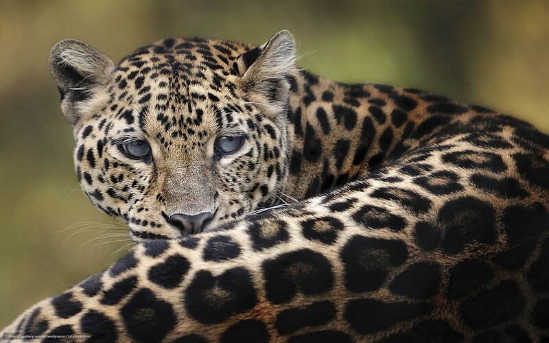 Leopard Resting — Black, Calm, Photograph, Spotted Coat