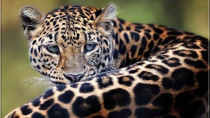 Leopard Resting — Black, Calm, Photograph