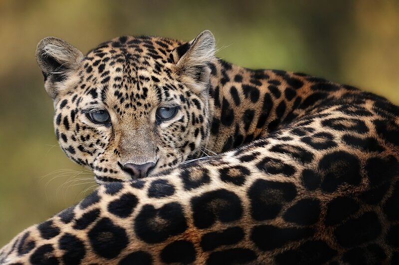 Leopard Resting — Black