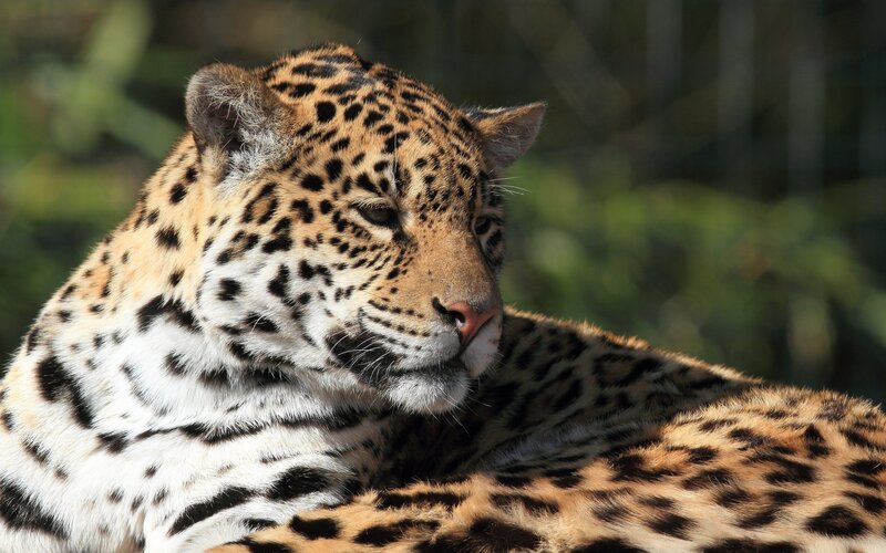 Leopard Resting — Brown, Calm, Afternoon, Photograph, Green Foliage