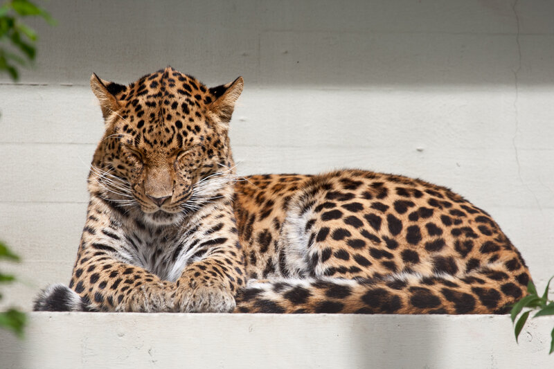 Leopard Resting — Brown, Calm, Afternoon, Photograph