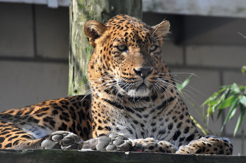 Leopard Resting — Brown, Calm, Afternoon