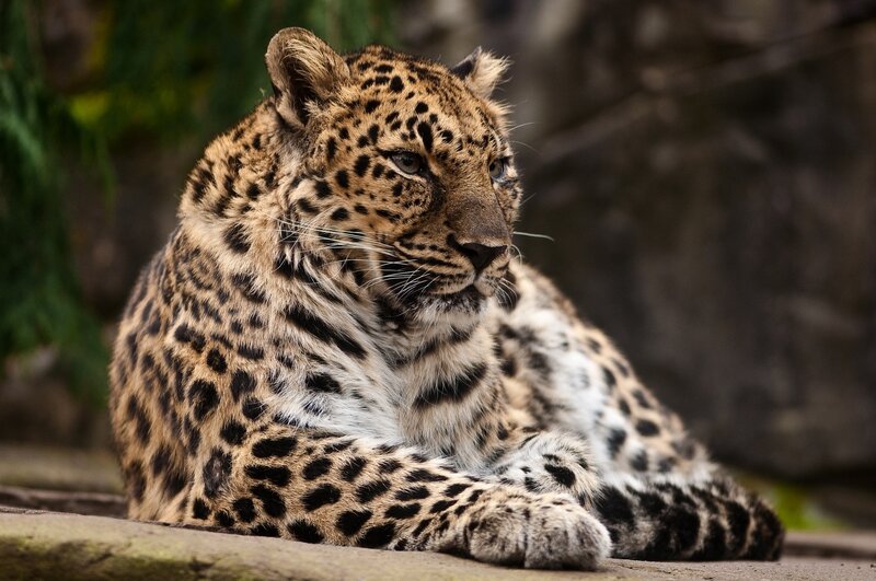 Leopard Resting — Brown, Calm