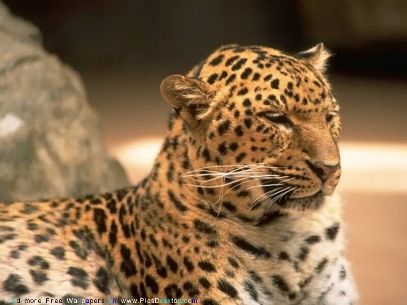 Leopard Resting — Brown