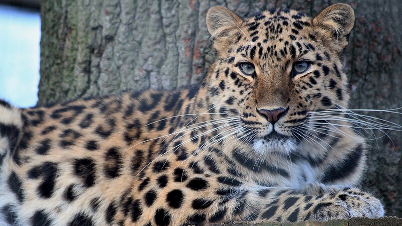 Leopard resting by a tree