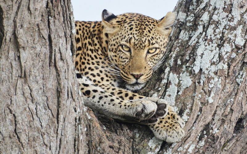 Leopard resting in a tree