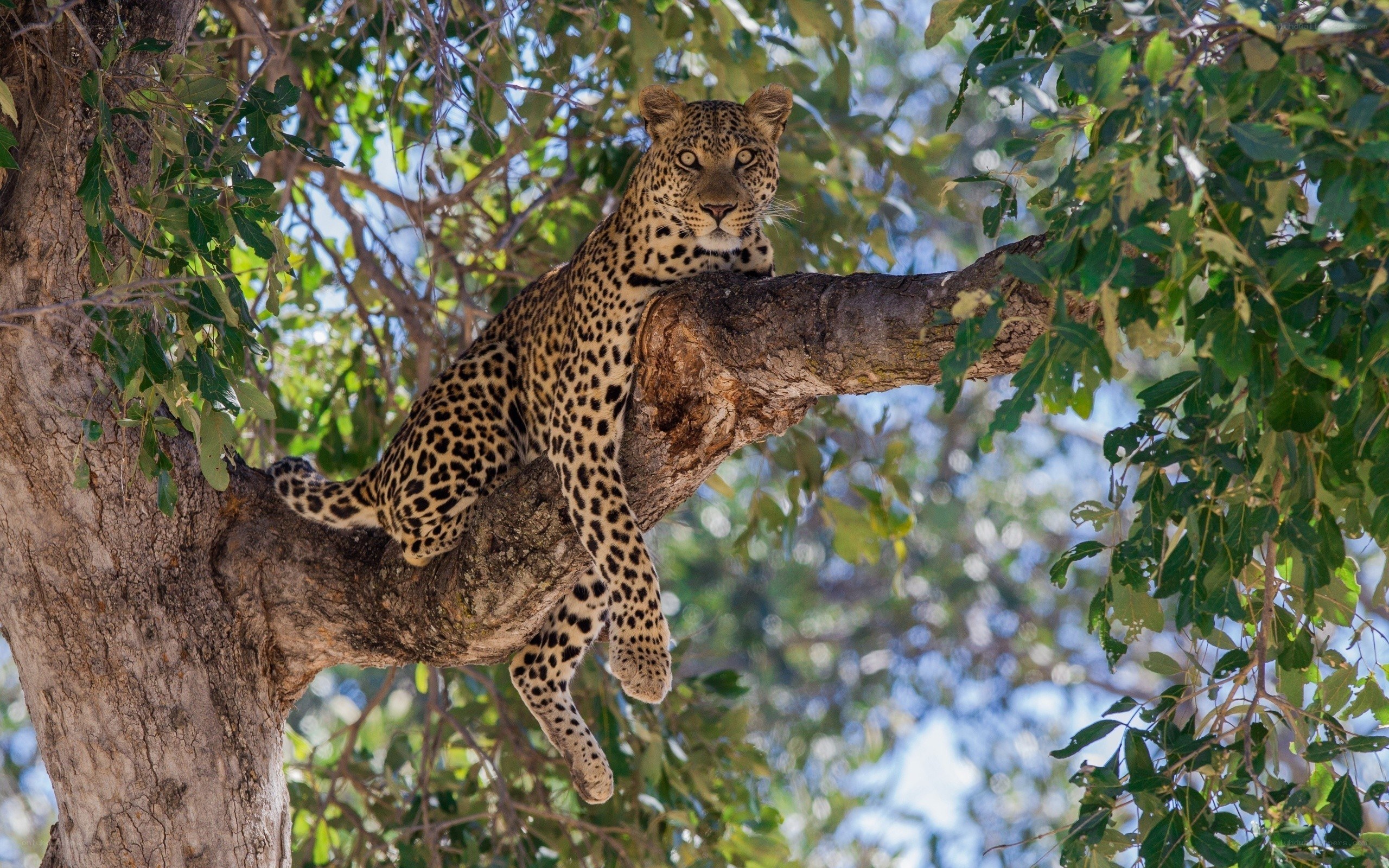 Leopard resting in a tree