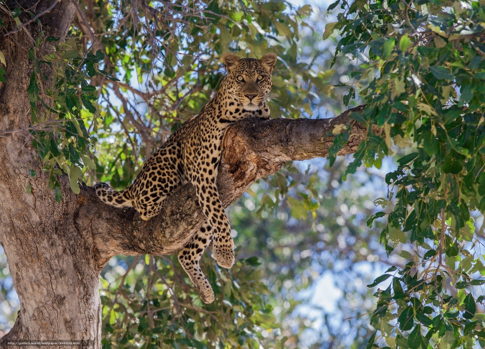 Leopard resting in a tree