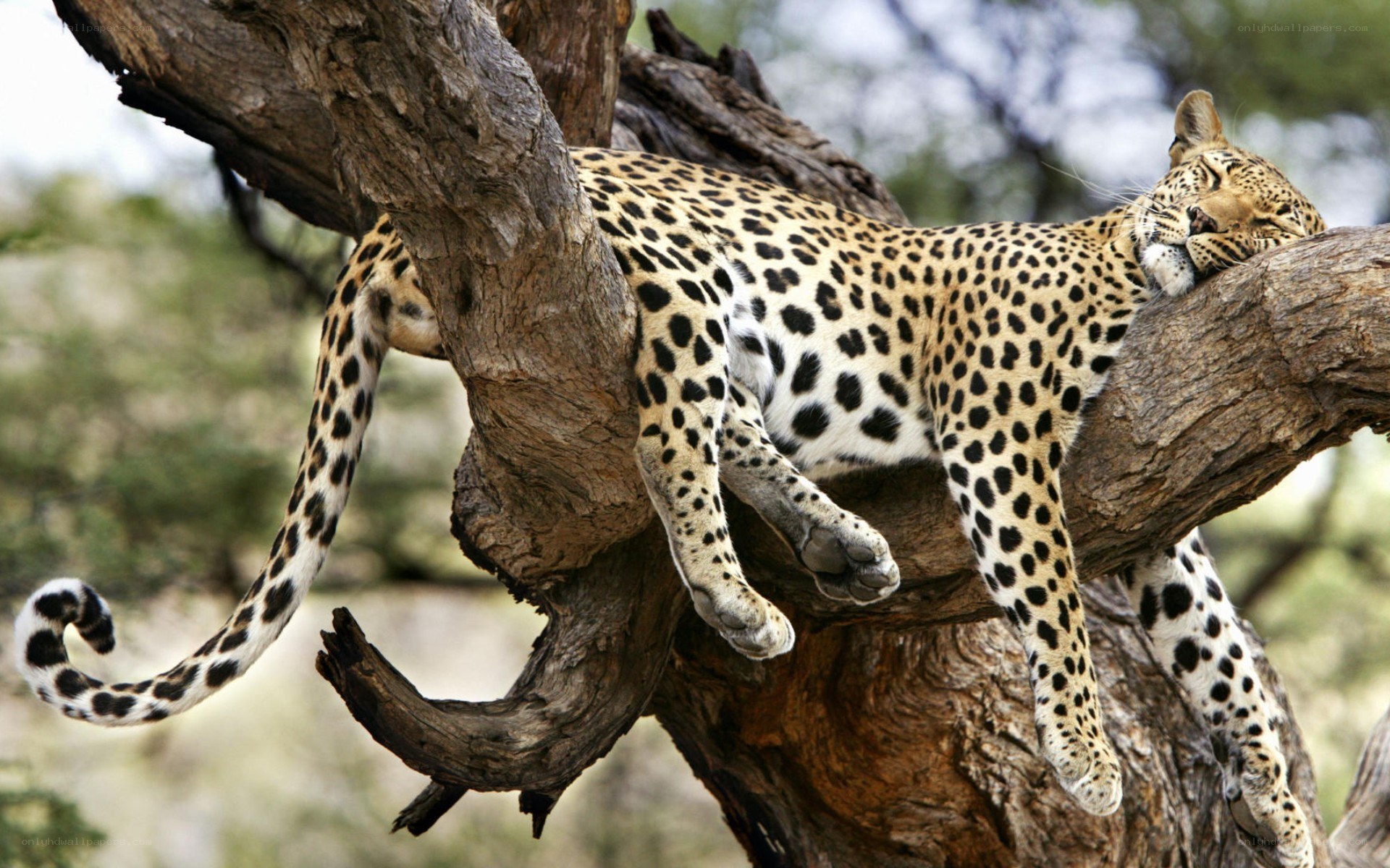 Leopard resting in a tree