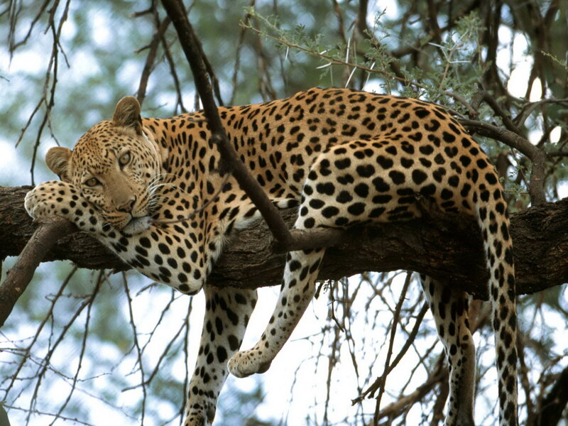 Leopard resting in a tree
