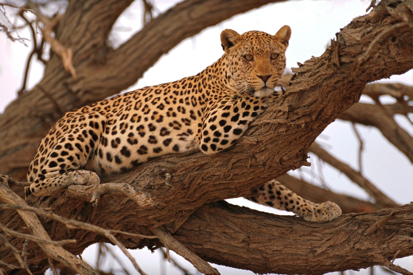 Leopard resting in a tree