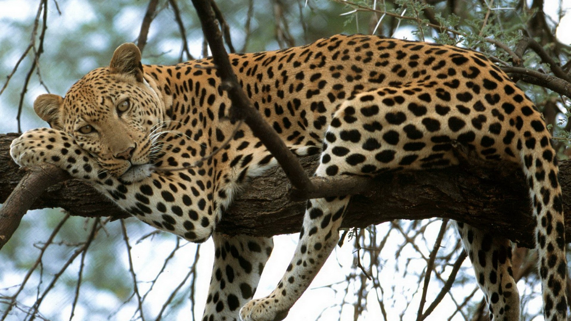 Leopard resting in a tree