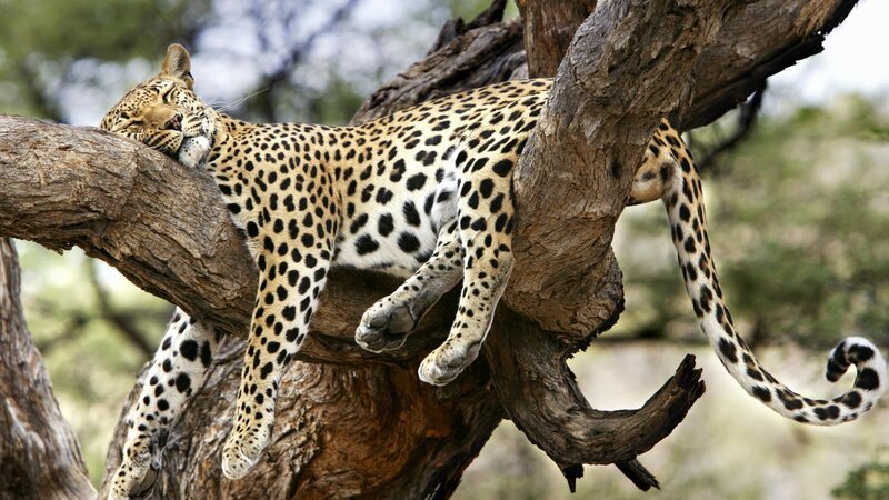 Leopard resting in a tree