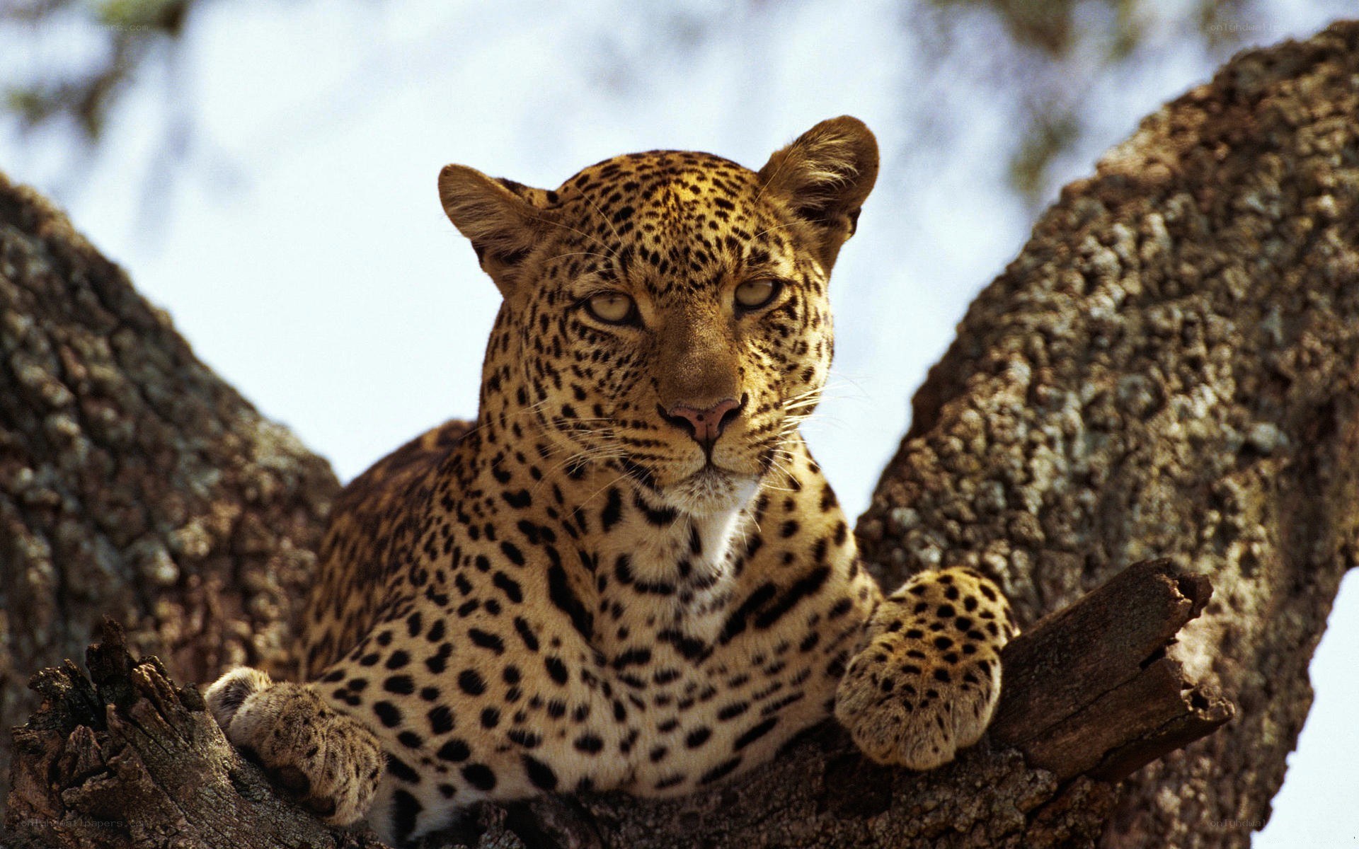 Leopard resting in a tree
