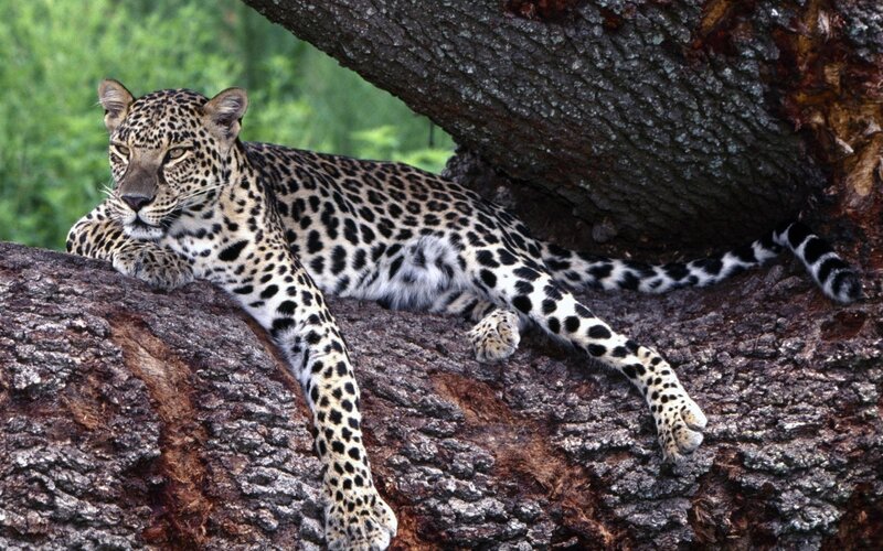 Leopard resting in a tree