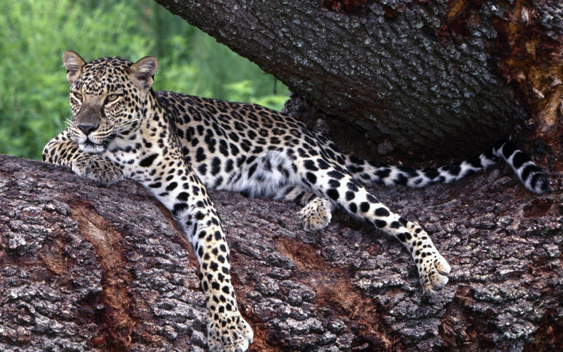 Leopard resting in a tree