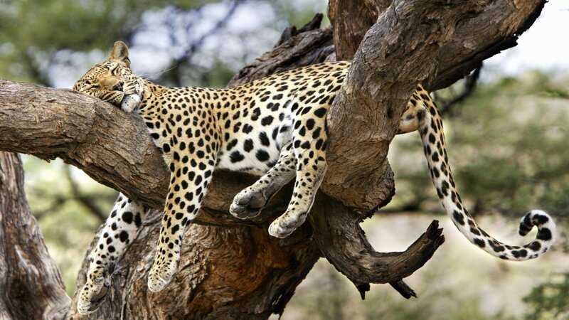 Leopard resting in a tree