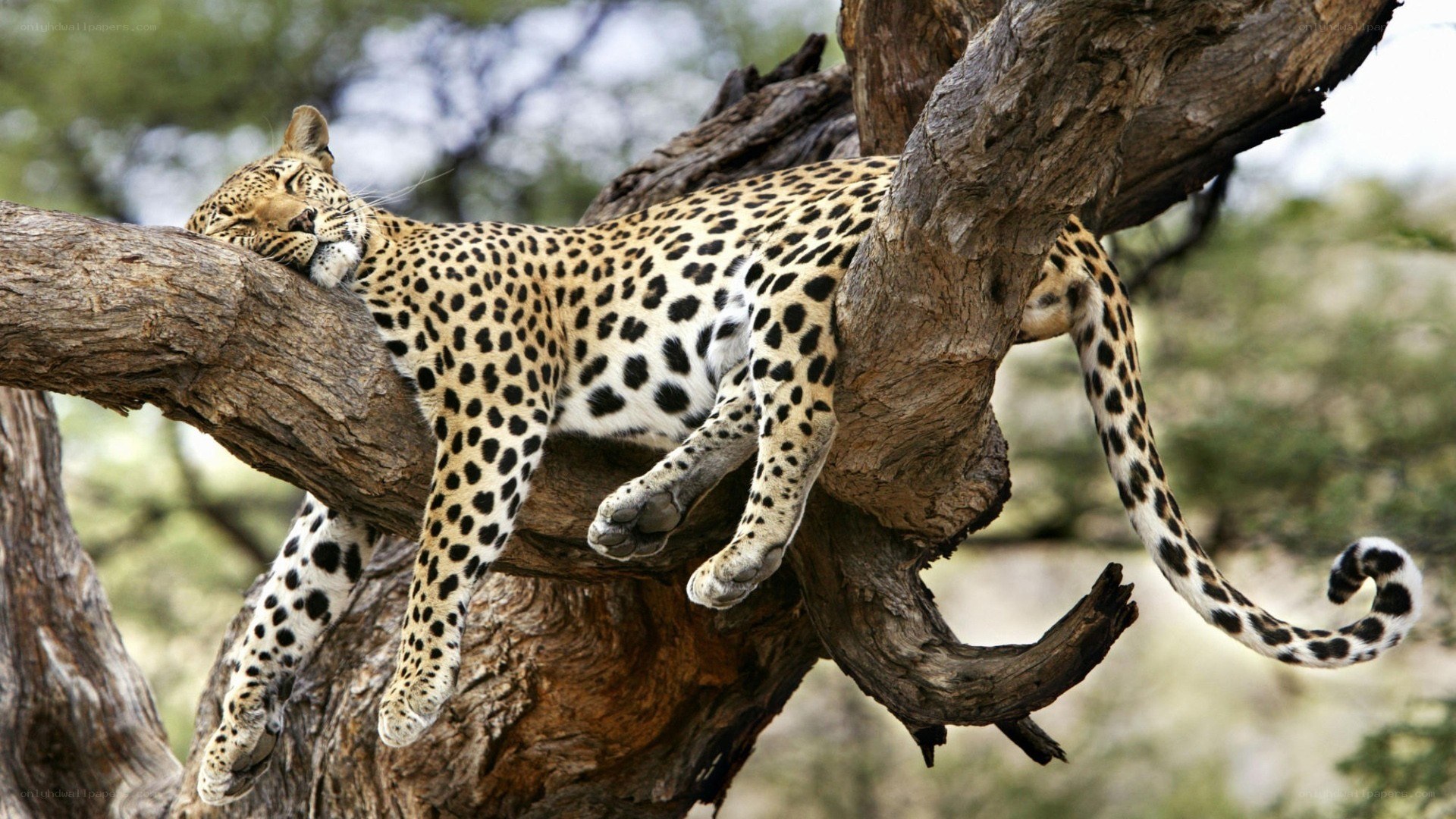Leopard resting in a tree