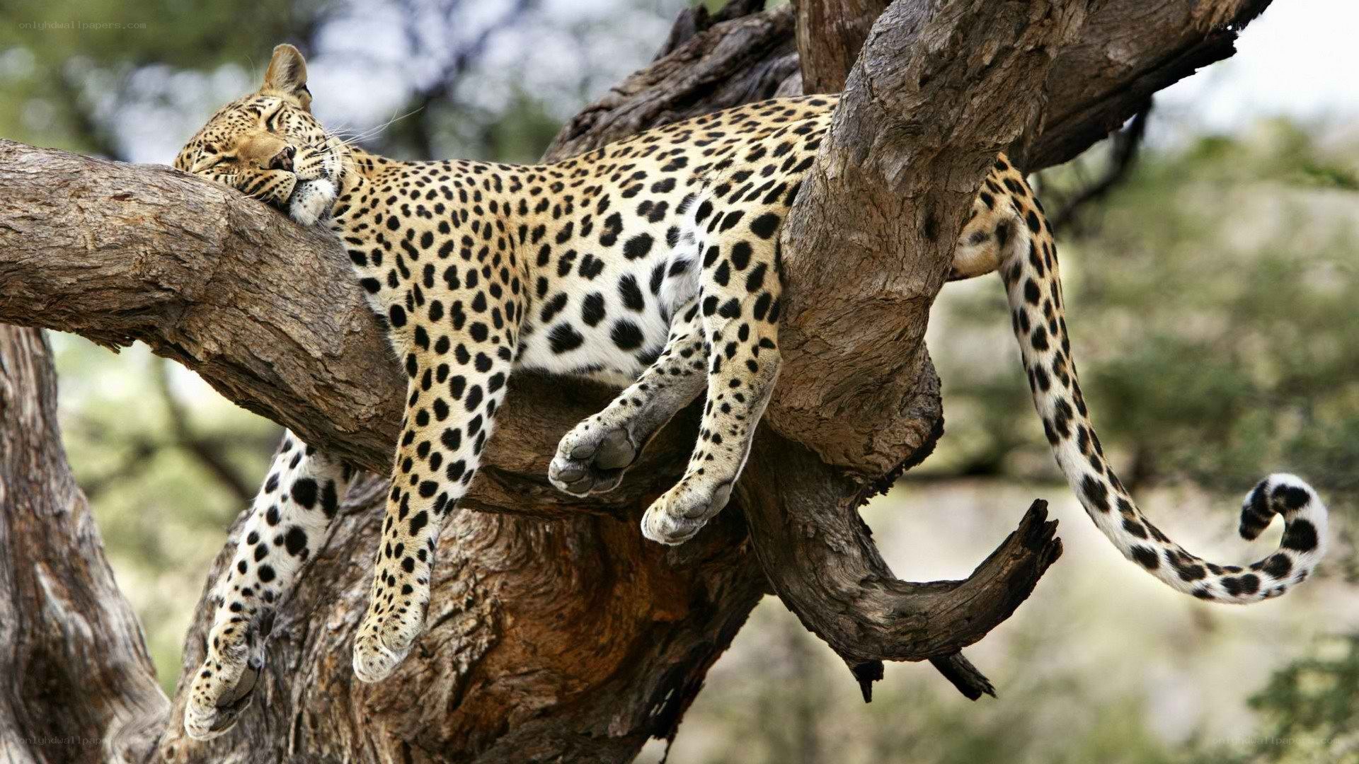 Leopard resting in a tree