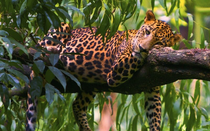 Leopard resting in a tree