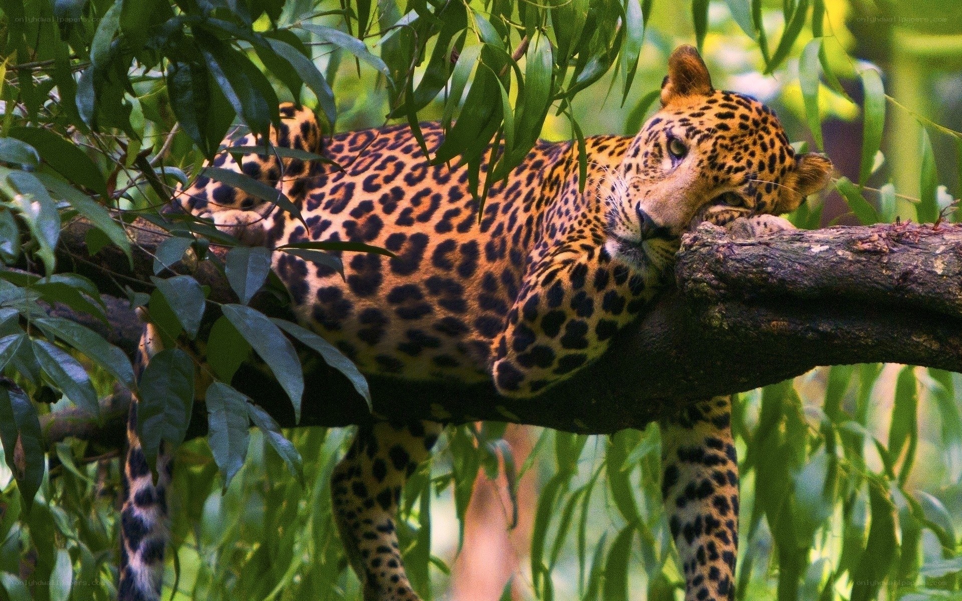 Leopard resting in a tree