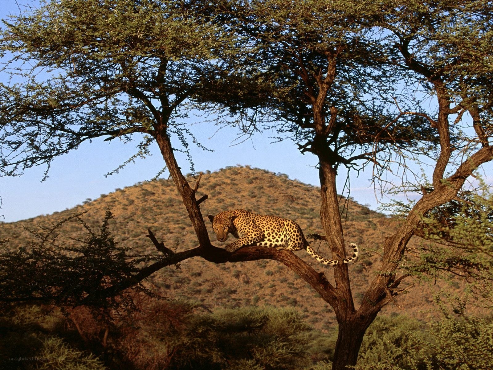 Leopard resting in a tree