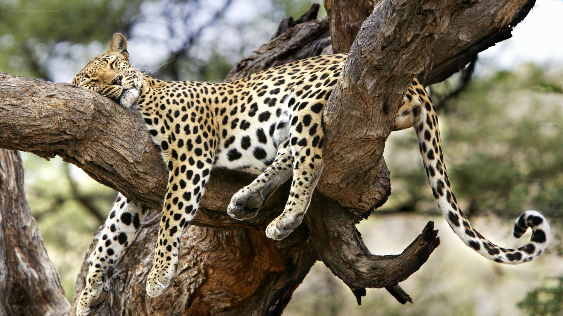 Leopard resting in a tree