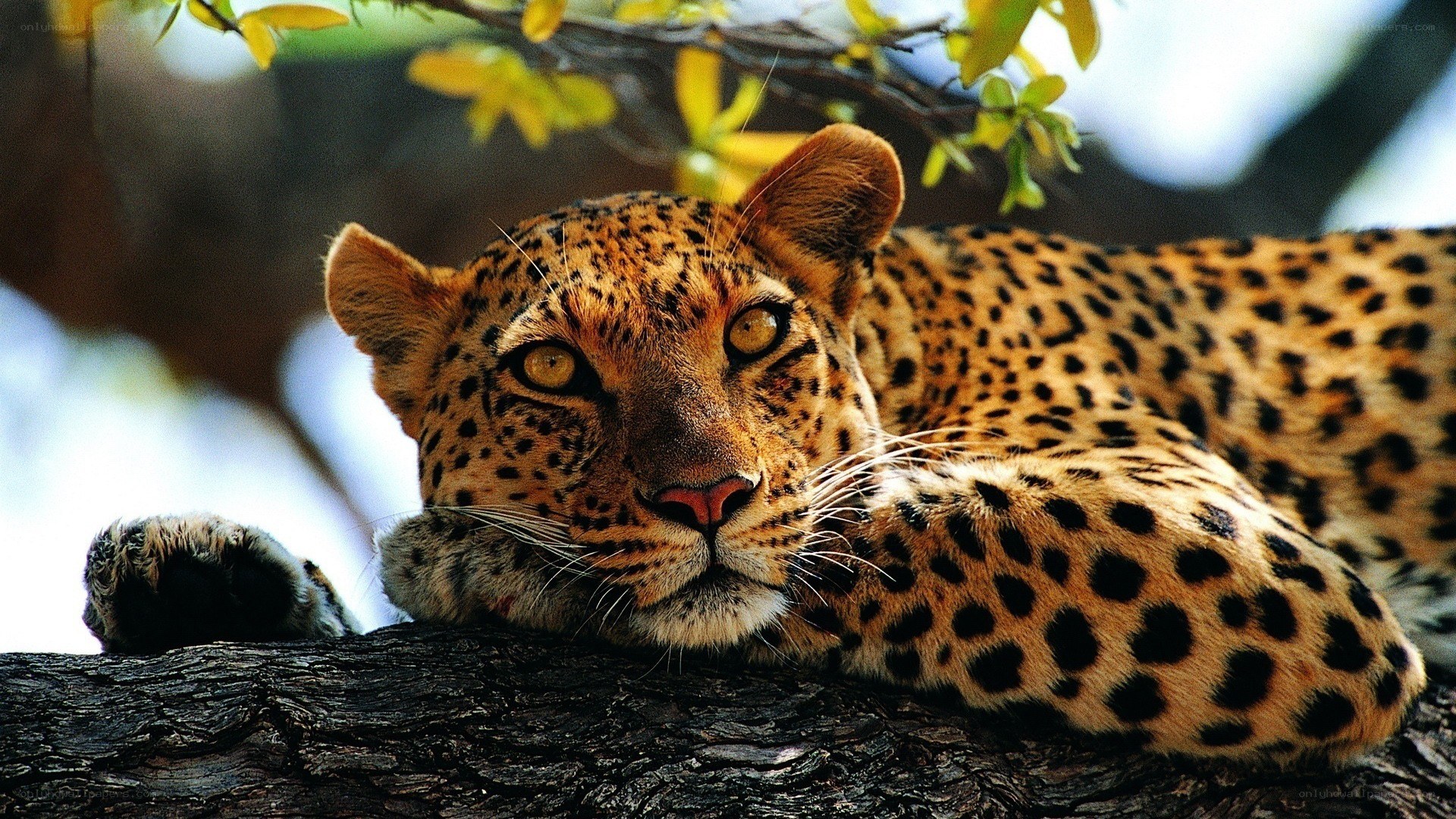 Leopard resting in a tree
