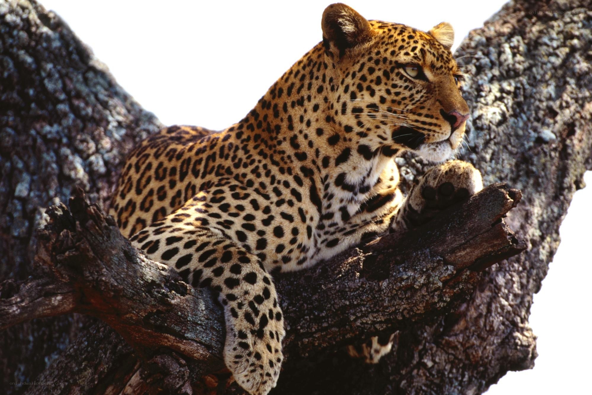 Leopard resting in a tree