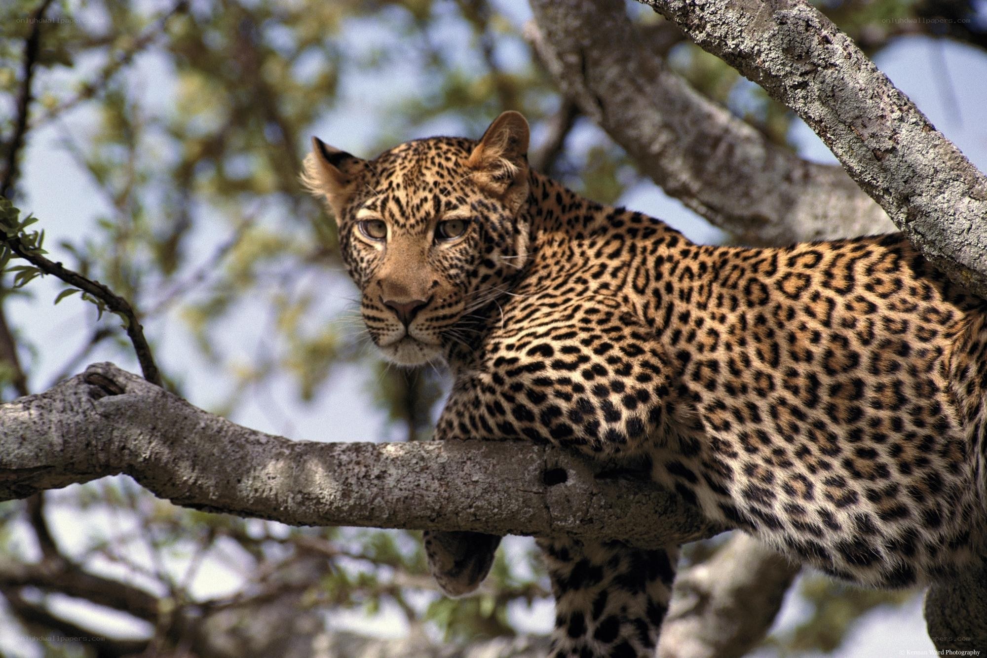 Leopard resting in a tree